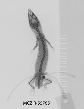 Media type: image;   Herpetology R-55765